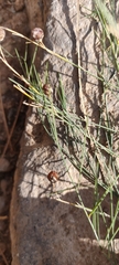 Asparagus plocamoides image