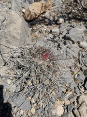 Thelocactus rinconensis freudenbergeri