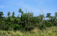 Beaucarnea