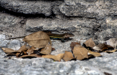 Aspidoscelis angusticeps angusticeps