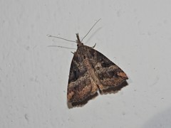 Hypena rostralis