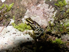 Ranitomeya variabilis
