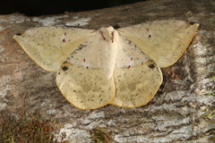 Lonomia electra