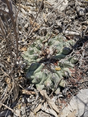 Thelocactus rinconensis rinconensis