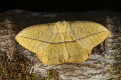 Lonomia electra