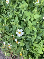 Bidens alba