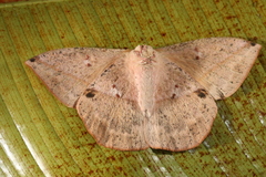 Lonomia electra