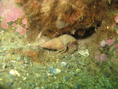 Pagurus pubescens