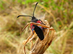 Zygaena erythrus
