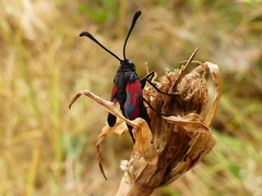 Zygaena erythrus