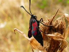 Zygaena erythrus