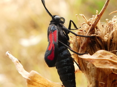 Zygaena erythrus