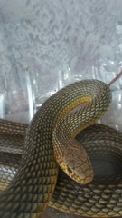 Dolichophis caspius