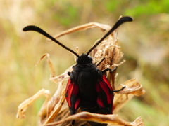Zygaena erythrus