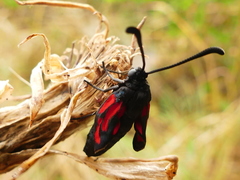 Zygaena erythrus