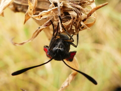 Zygaena erythrus