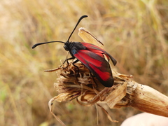Zygaena erythrus