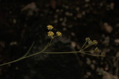 Bupleurum mundii
