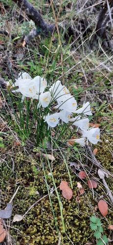 Image of Narcissus cantabricus by no rights reserved