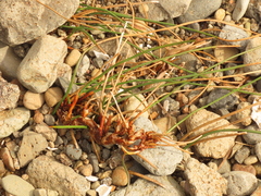 Juncus breweri