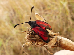 Zygaena erythrus