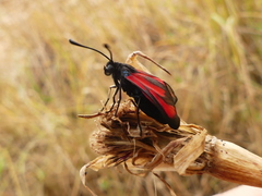 Zygaena erythrus