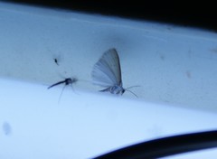Lomographa vestaliata