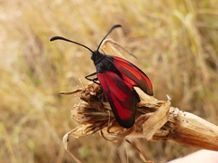 Zygaena erythrus