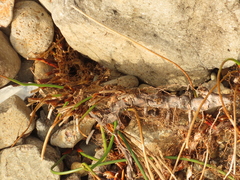 Juncus breweri