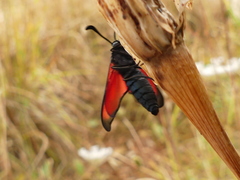 Zygaena erythrus