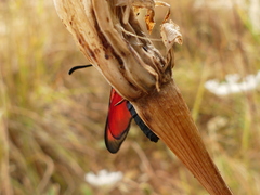 Zygaena erythrus