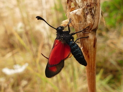 Zygaena erythrus