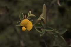 Argyrolobium marginatum