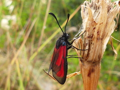 Zygaena erythrus