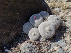 Epithelantha unguispina