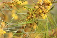 Acacia euthycarpa euthycarpa