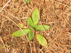 Plantago subnuda