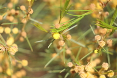 Acacia euthycarpa euthycarpa