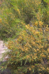 Acacia euthycarpa euthycarpa