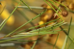 Acacia euthycarpa euthycarpa