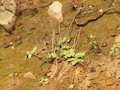 Plantago subnuda