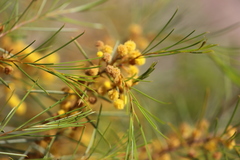 Acacia euthycarpa euthycarpa