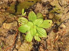 Plantago subnuda
