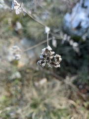 Bupleurum rotundifolium