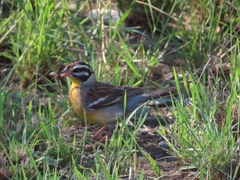 Emberiza flaviventris flaviventris