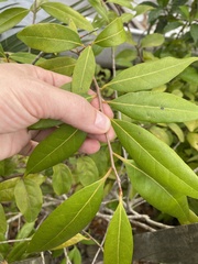 Nectandra coriacea