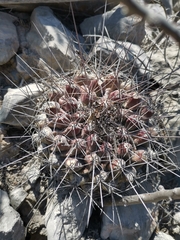 Thelocactus rinconensis freudenbergeri