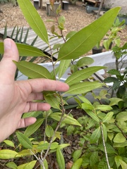 Nectandra coriacea