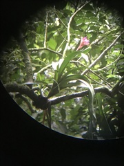 Aechmea fasciata