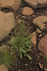 Sisymbrium turczaninowii